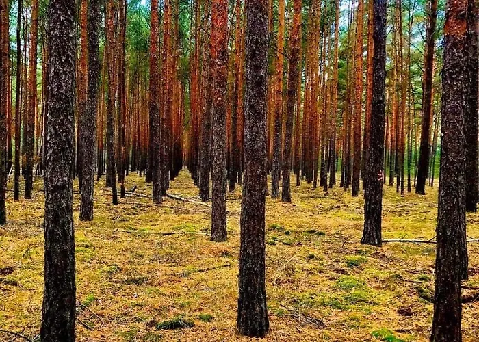 Spree - Waldhotel Cottbus